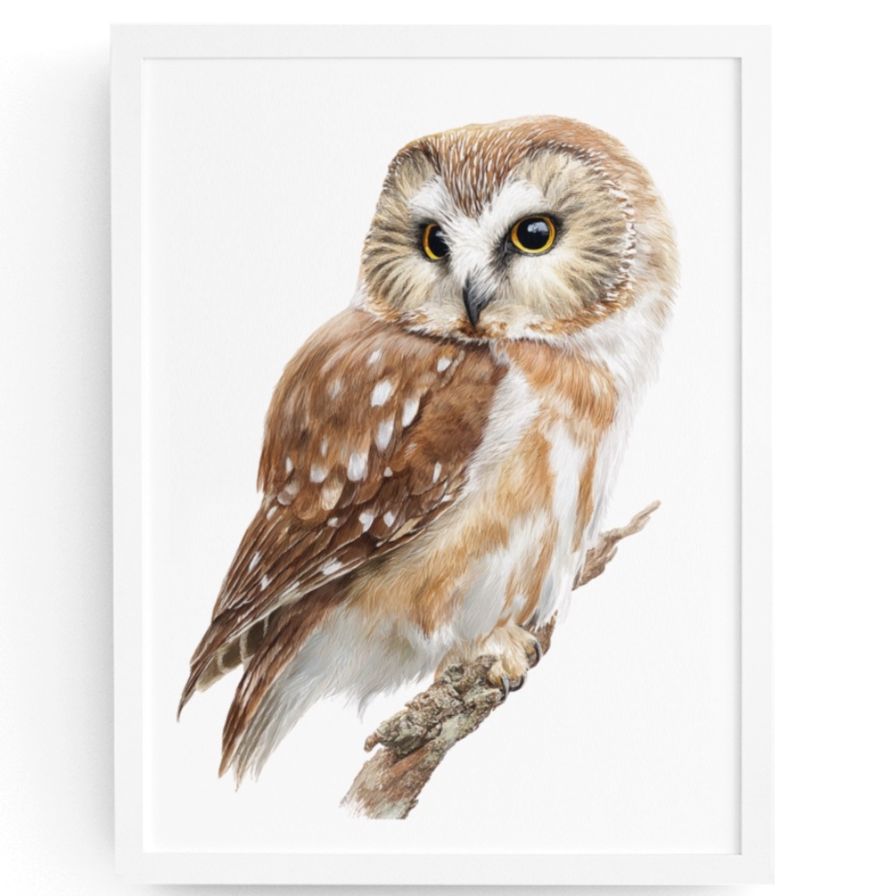 Watercolor Northern Saw-whet Owl Portrait Wall Art Print Poster, Unframed